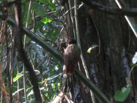 Image of Black-spotted Bare-eye