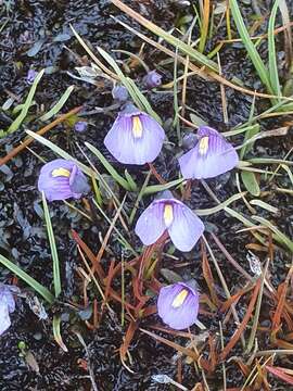 Image of Utricularia dichotoma subsp. novae-zelandiae