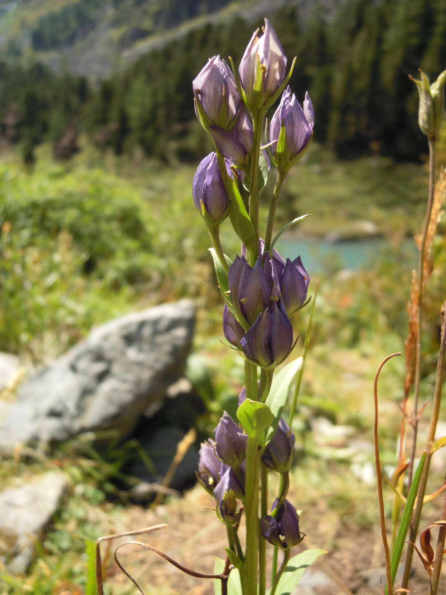 Image de Swertia obtusa Ledeb.