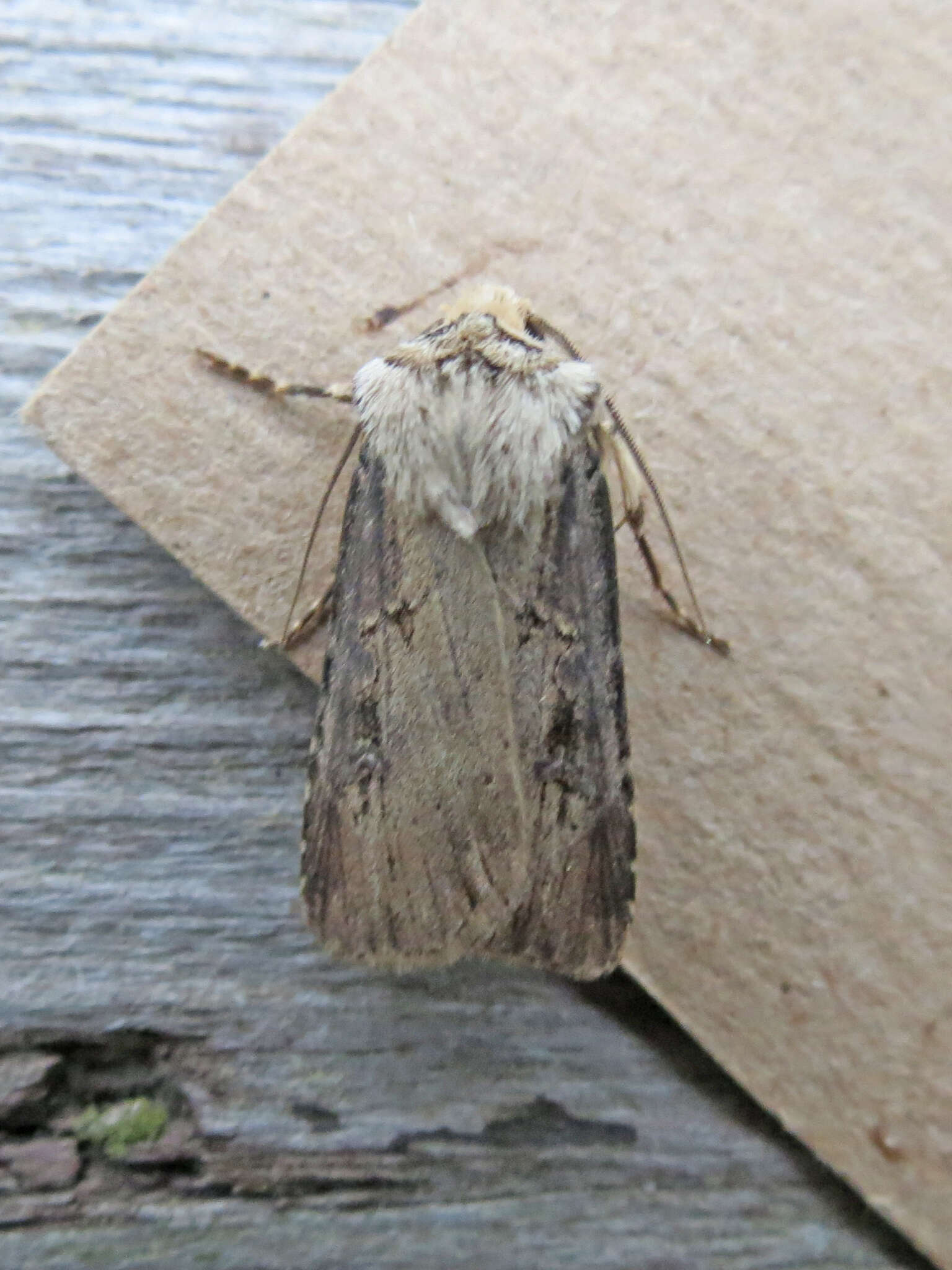 صورة Agrotis stigmosa Morris 1874