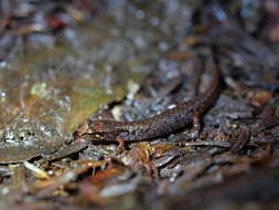 Image of Pygmy Salamander