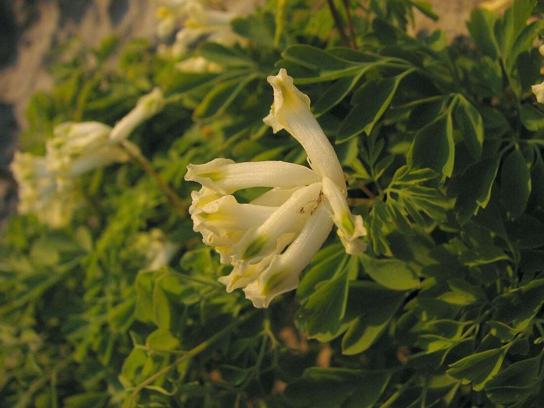 Plancia ëd Pseudofumaria alba subsp. acaulis (Wulfen) Lidén