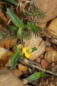 Image of Wandering jew