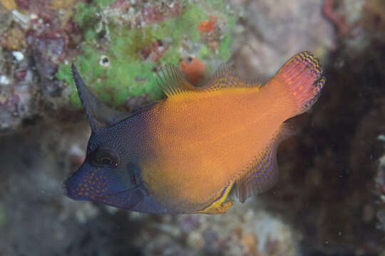 Image of Black-headed Leatherjacket