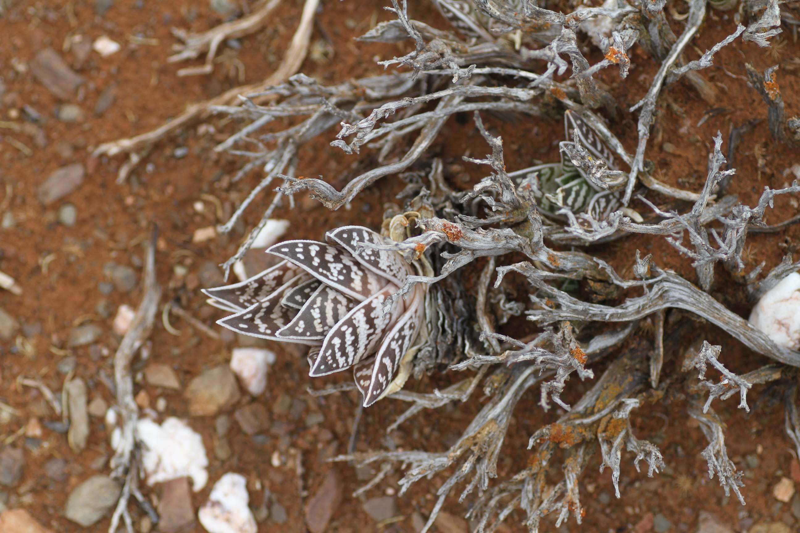 Sivun Gonialoe variegata (L.) Boatwr. & J. C. Manning kuva