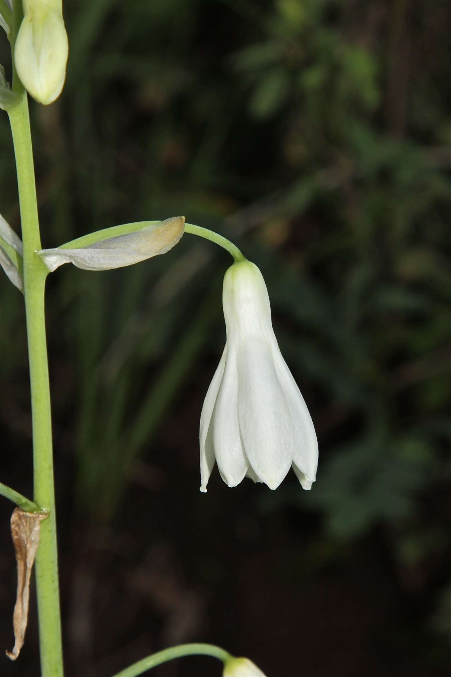 Image of Ornithogalum candicans (Baker) J. C. Manning & Goldblatt