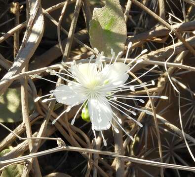 Image of Bay-leaved caper