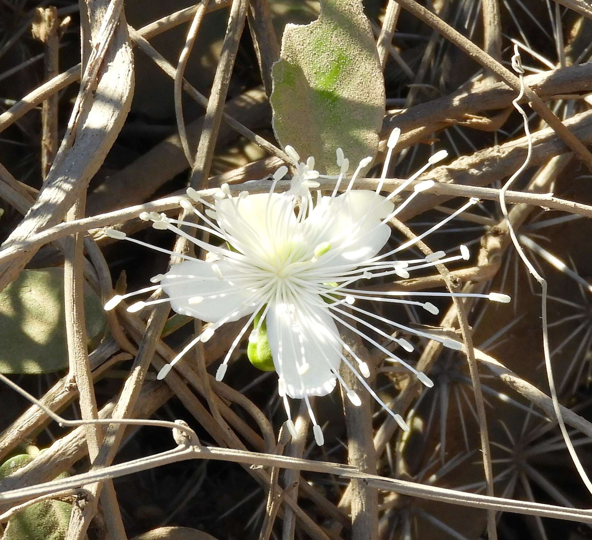 Image of Bay-leaved caper