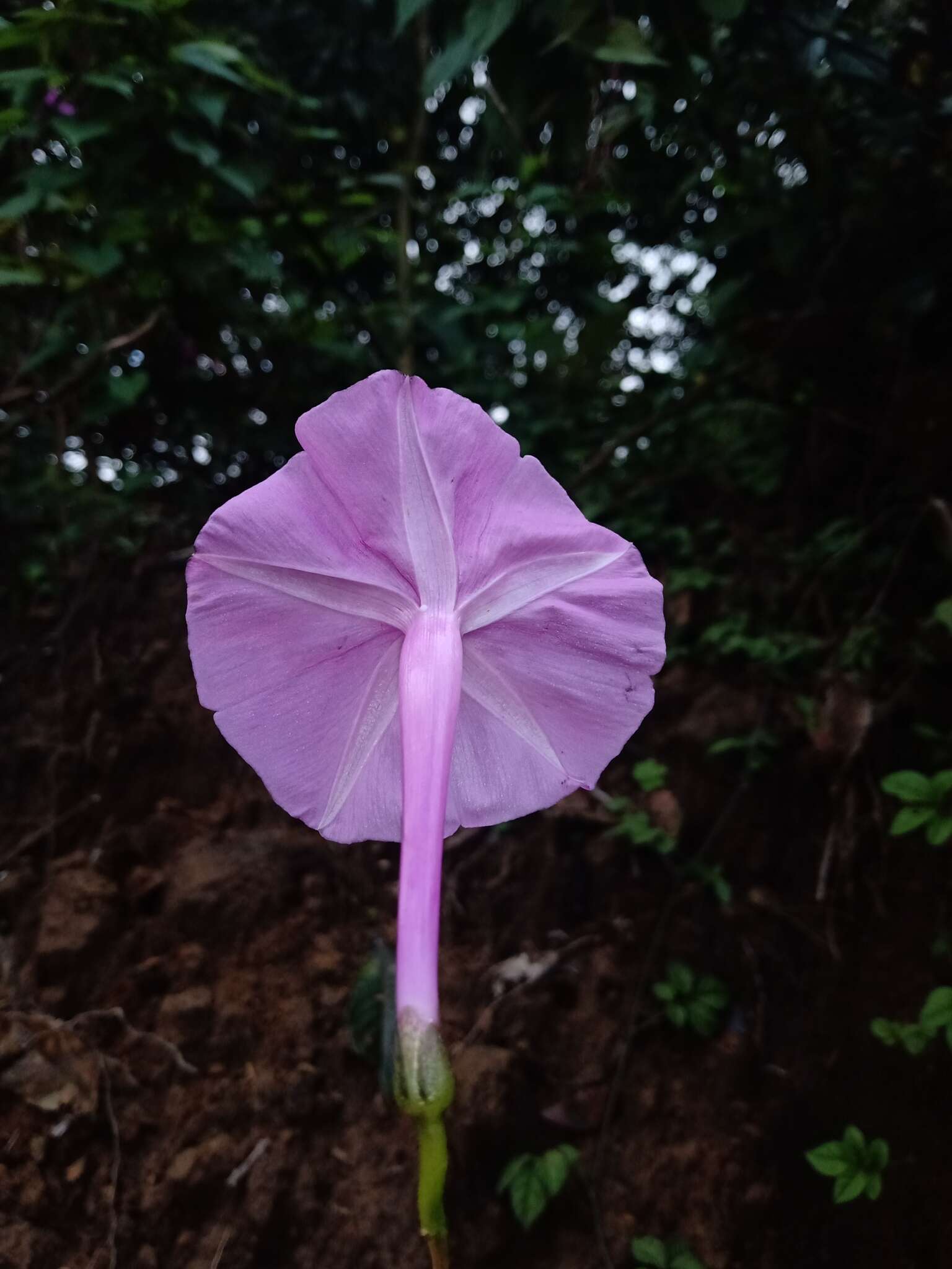 Слика од Ipomoea purga (Wender.) Hayne