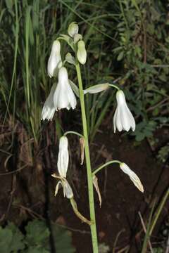 Image of Ornithogalum candicans (Baker) J. C. Manning & Goldblatt