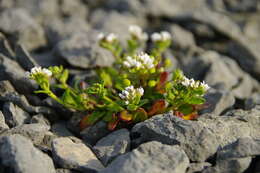 Image of cochlearia