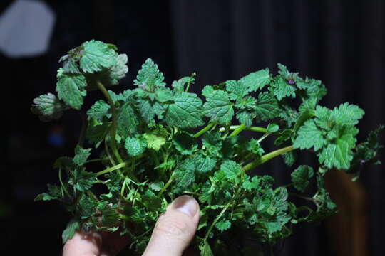 صورة Lamium purpureum var. hybridum (Vill.) Vill.