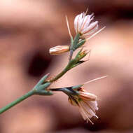 Imagem de Acanthoscyphus parishii (Parry) Small