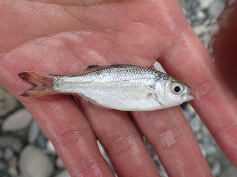 Image of Silver Flagtail