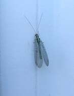 Image of Green lacewing