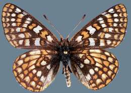 Euphydryas anicia alena W. Barnes & Benjamin 1926的圖片