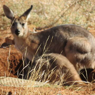 Image of Red kangaroo