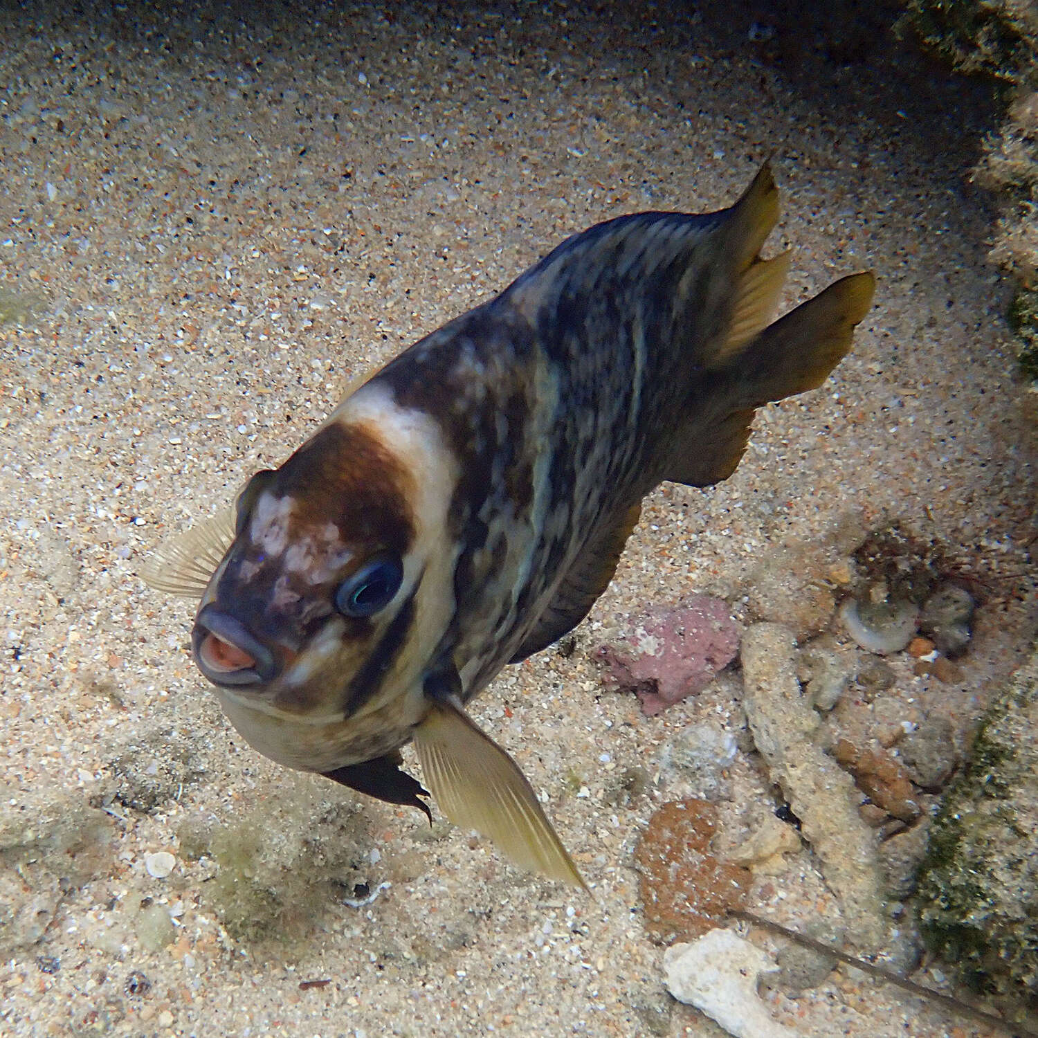 Image of Banded parma