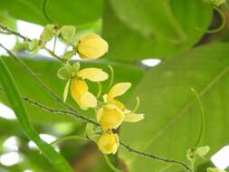 Image of Senna mollissima (Willd.) H. S. Irwin & Barneby