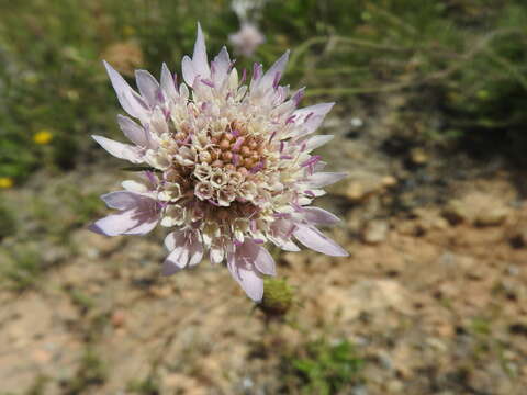 Image of Sixalix atropurpurea subsp. maritima (L.) Greuter & Burdet