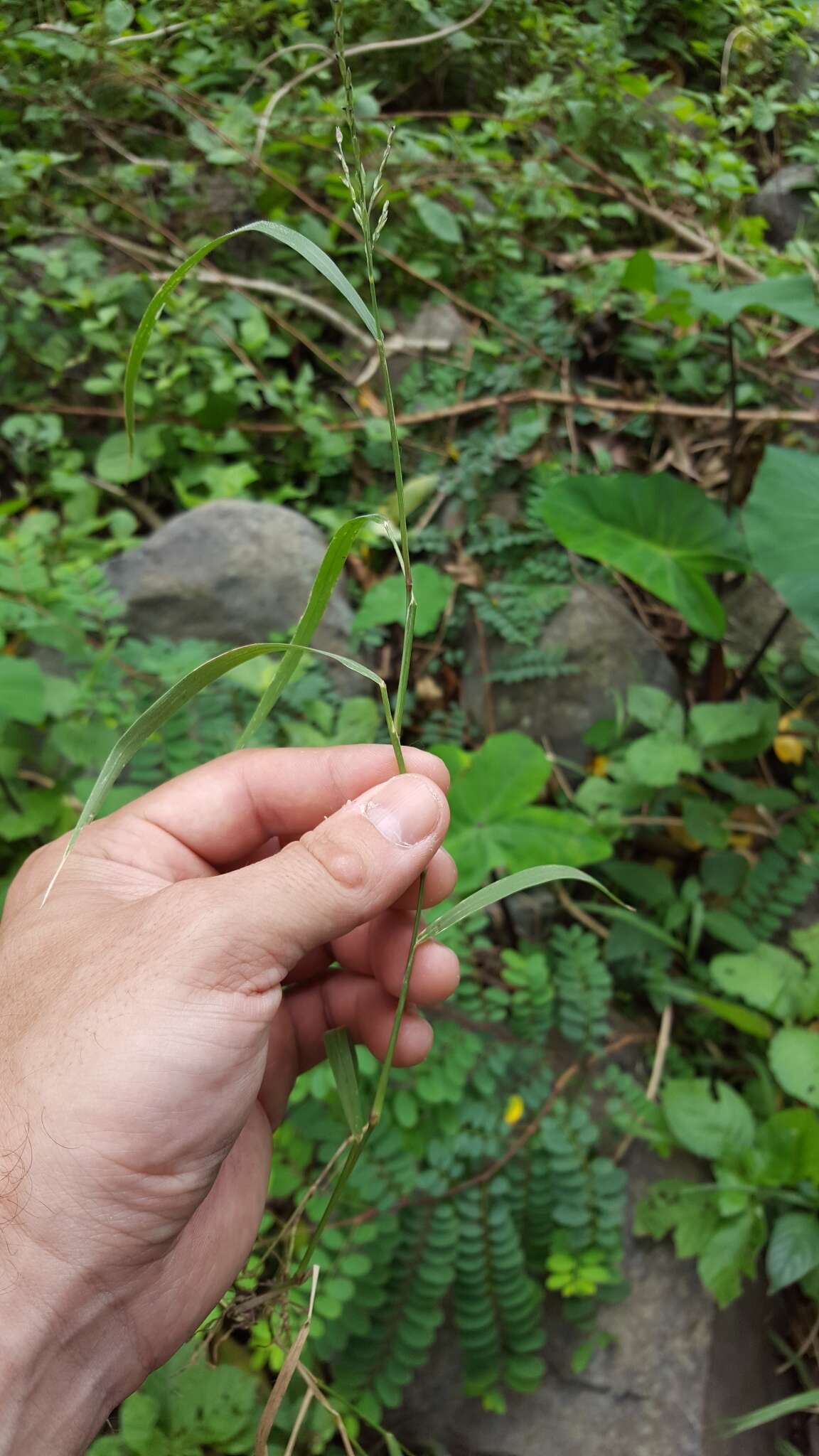 Image of Thurston grass