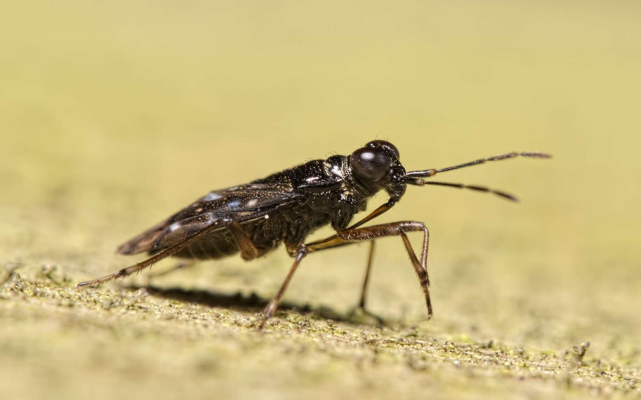 Image of Chartoscirta cincta (Herrich-Schaeffer 1841)