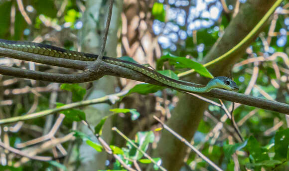 Image of Large-eyed bronzeback