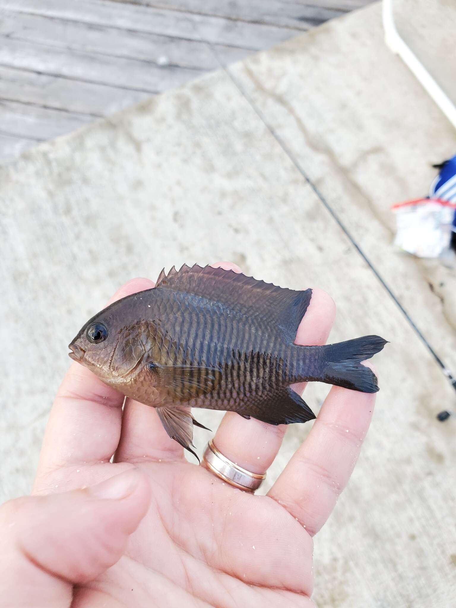 Image of Dusky Damselfish