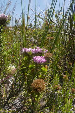 Image of Metalasia erubescens DC.