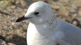 Image of Relict Gull