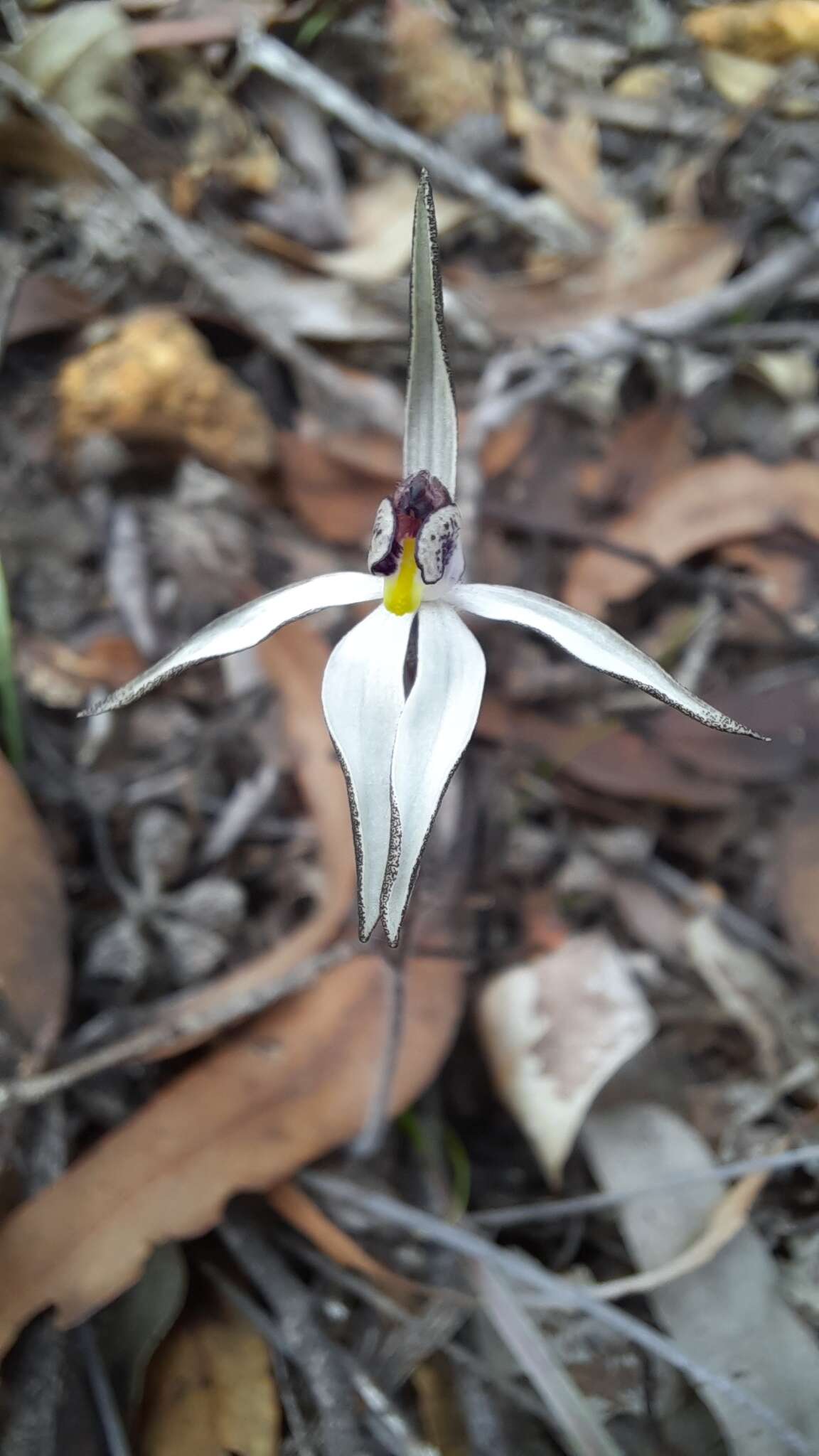 Image of Caladenia saccharata Rchb. fil.