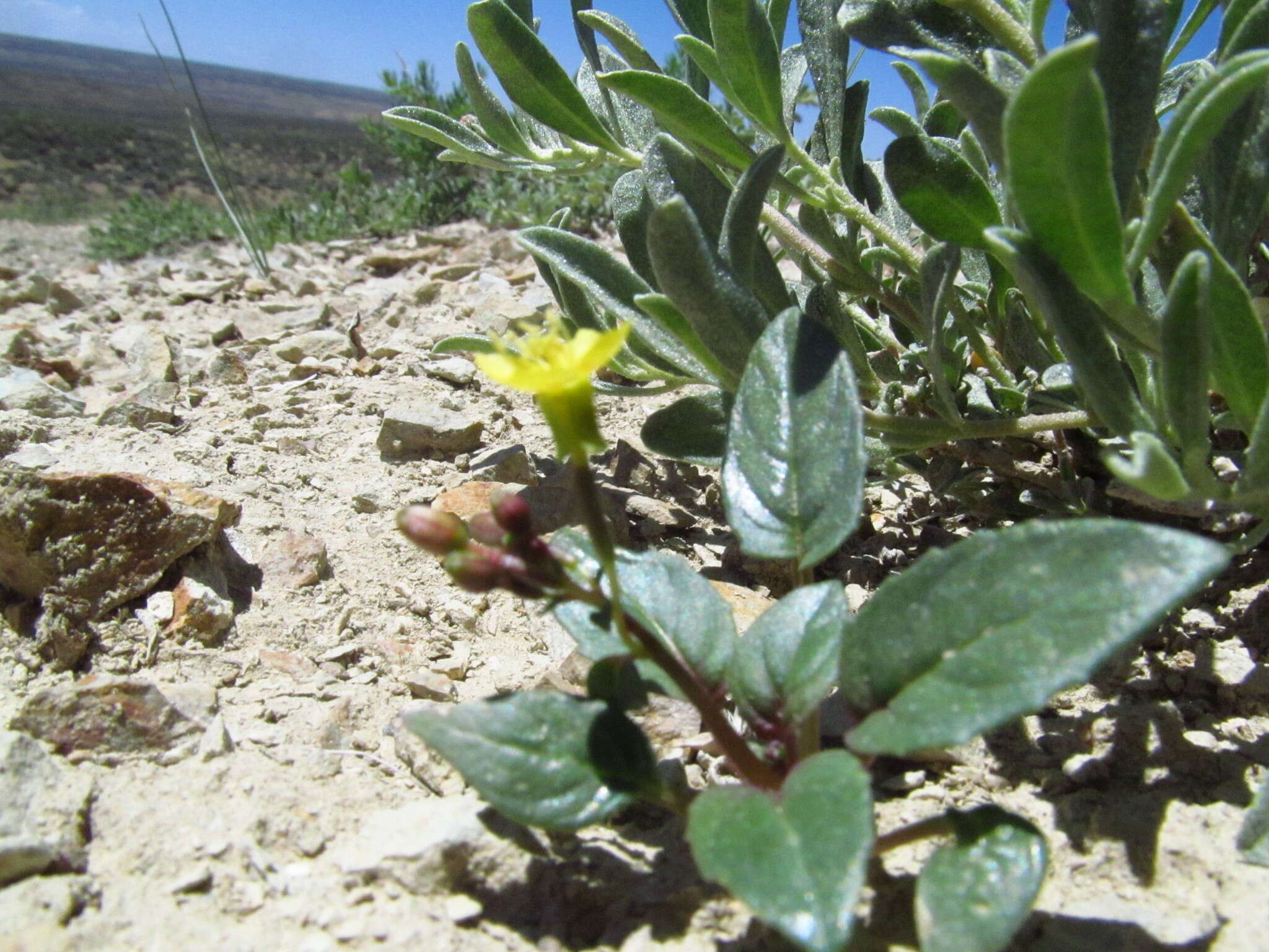 Image of Paiute suncup