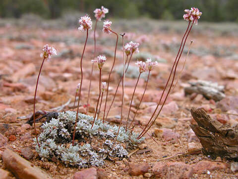 Imagem de Eriogonum kennedyi Porter ex S. Wats.