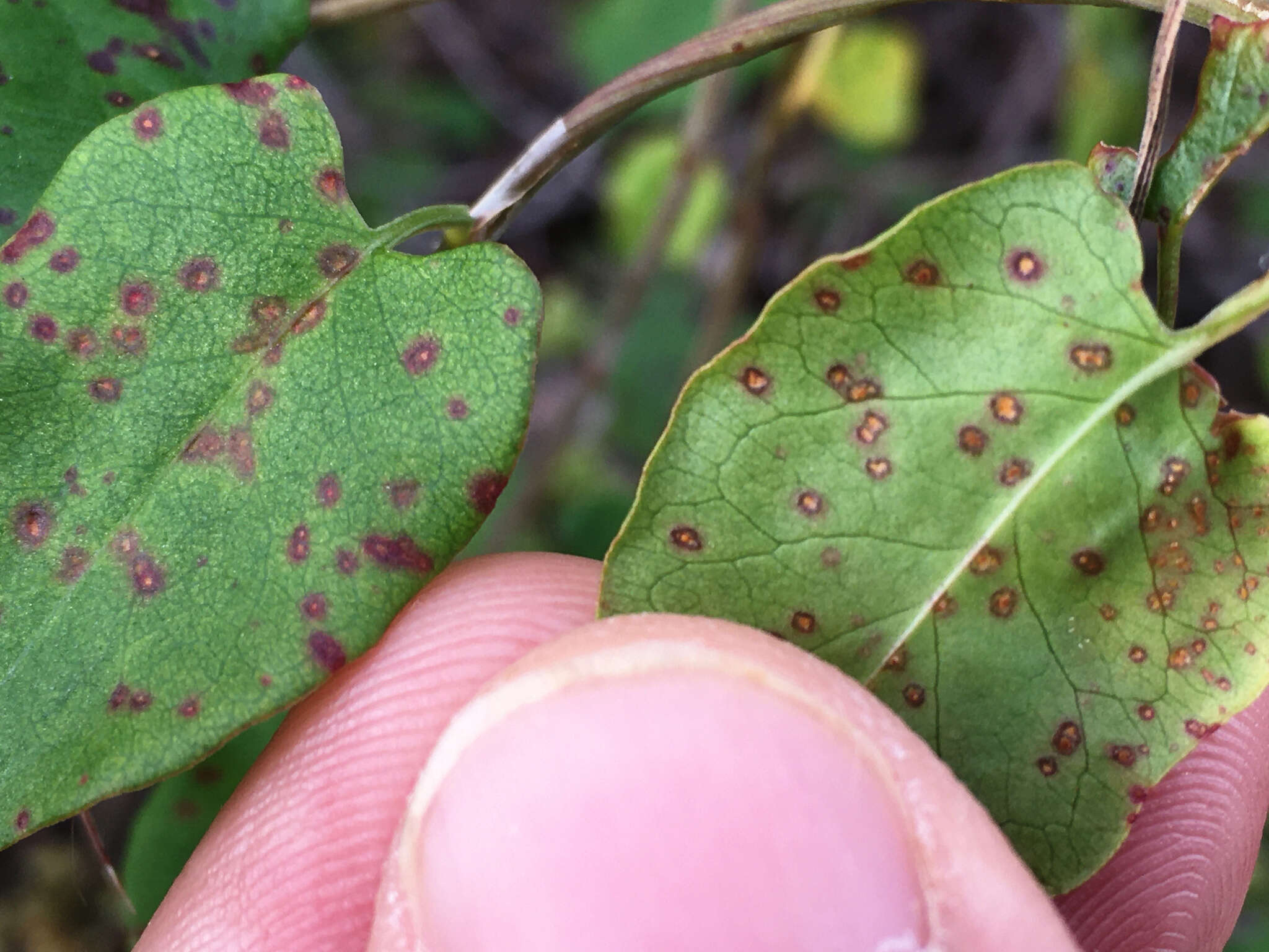 Image of Puccinia otagensis