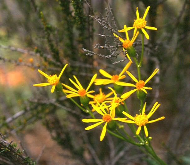 Image of Layne's ragwort