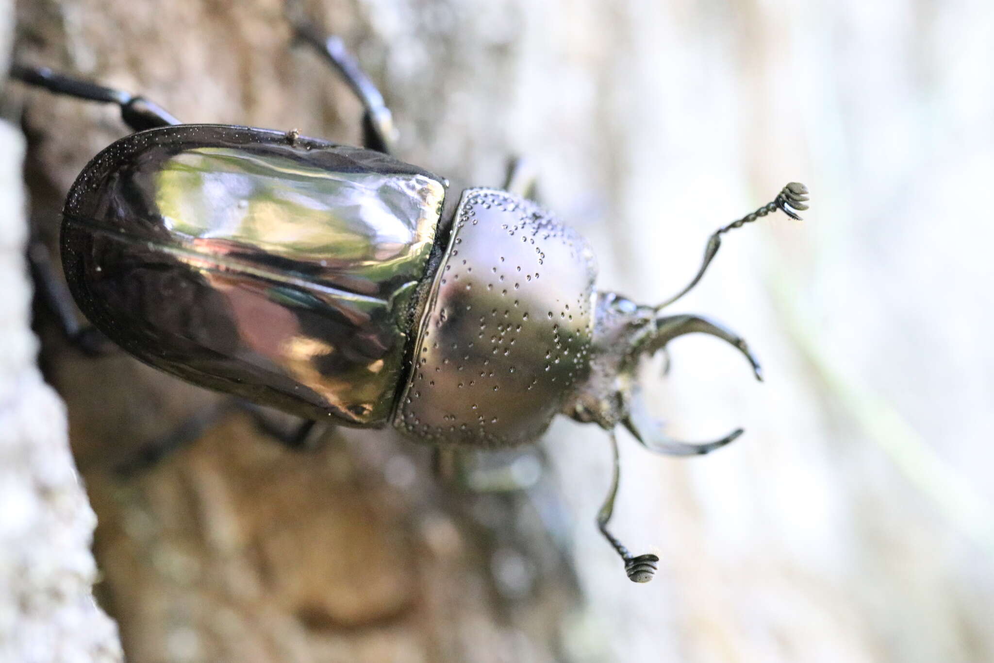 Image de Streptocerus speciosus Fairmaire 1850