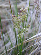 Image of San Bernardino bluegrass