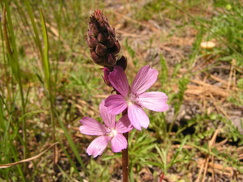 Image of birdfoot checkerbloom