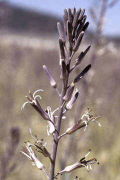 صورة Thelypodium stenopetalum S. Watson