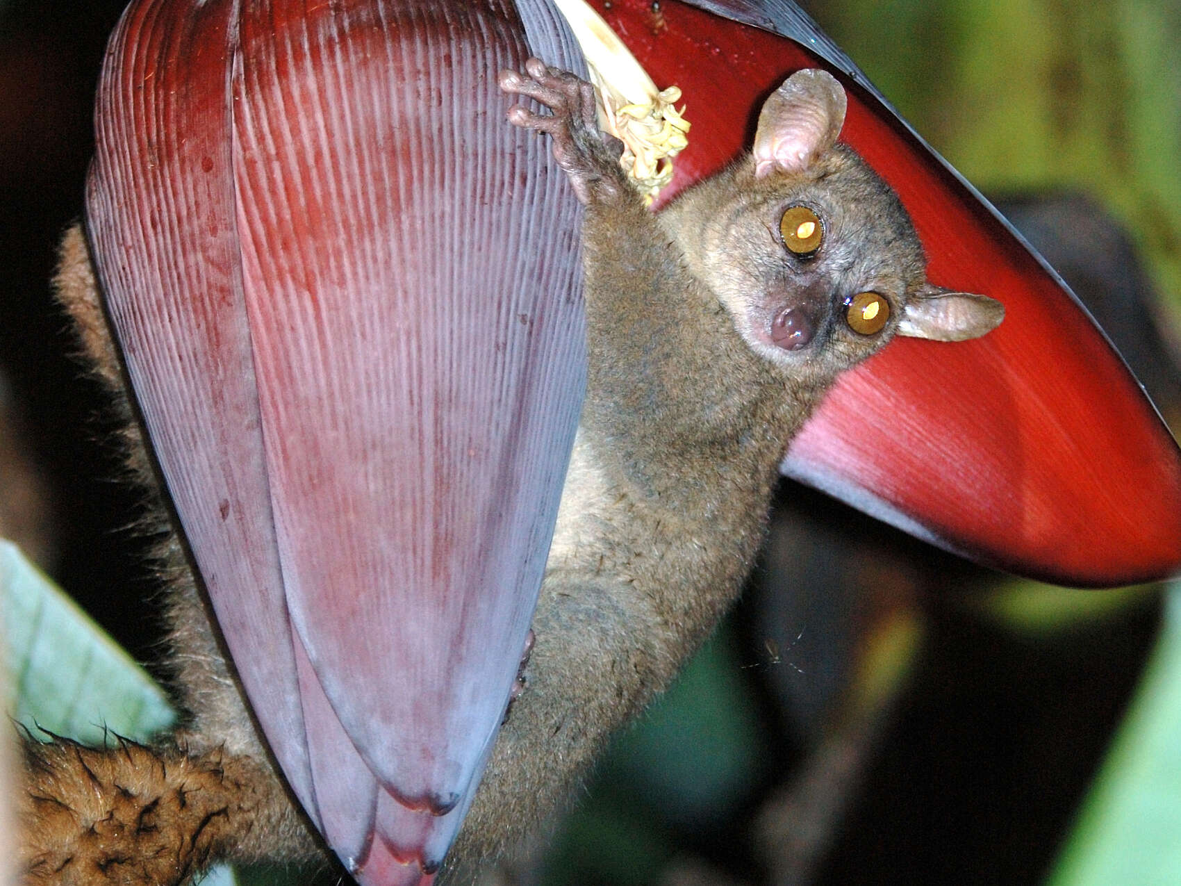 Image of Northern Giant Mouse Lemur