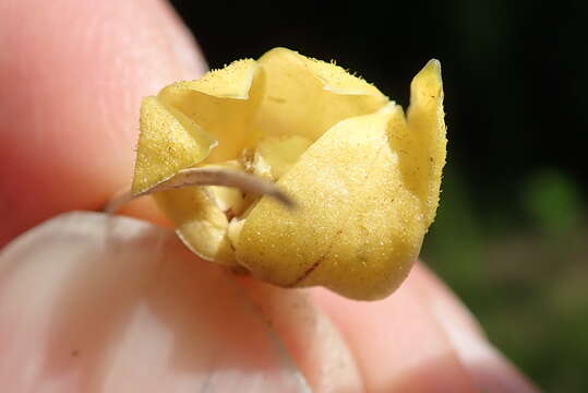 Image of Asclepias dregeana Schltr.