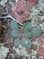 Pelargonium pallidoflavum E. M. Marais resmi