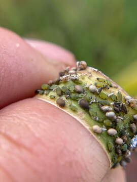 Image of Corn leaf aphid