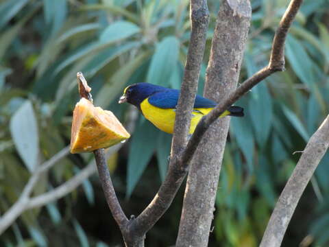 Image of Spot-crowned Euphonia