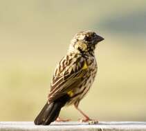 Image of Yellow Bishop