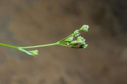 صورة Pimpinella tragium subsp. lithophila (Schischkin) Tutin