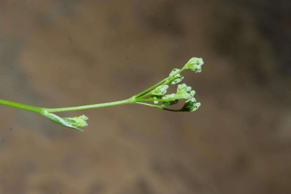 Image of Pimpinella tragium subsp. lithophila (Schischkin) Tutin