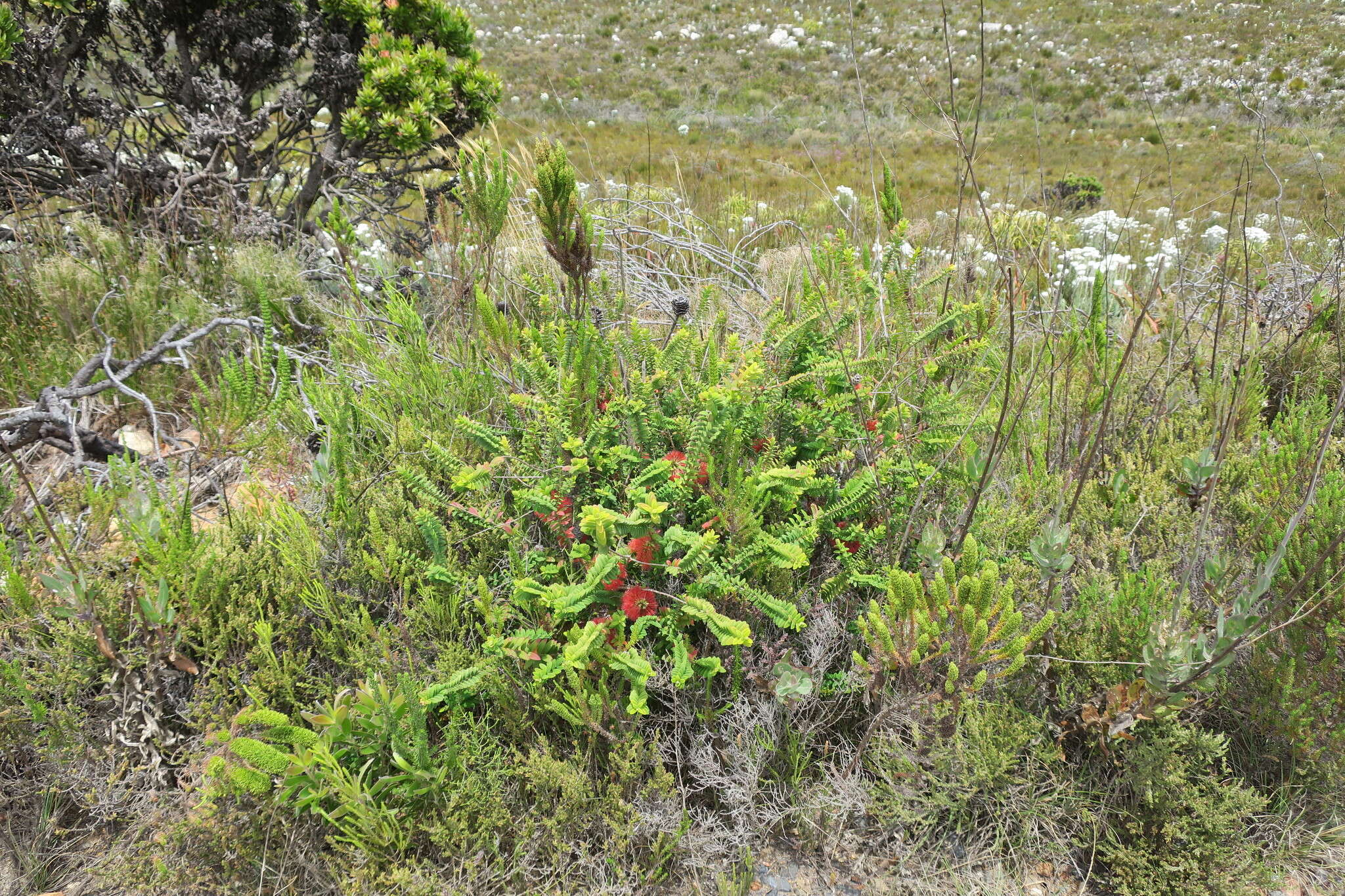 صورة Melaleuca hypericifolia Sm.