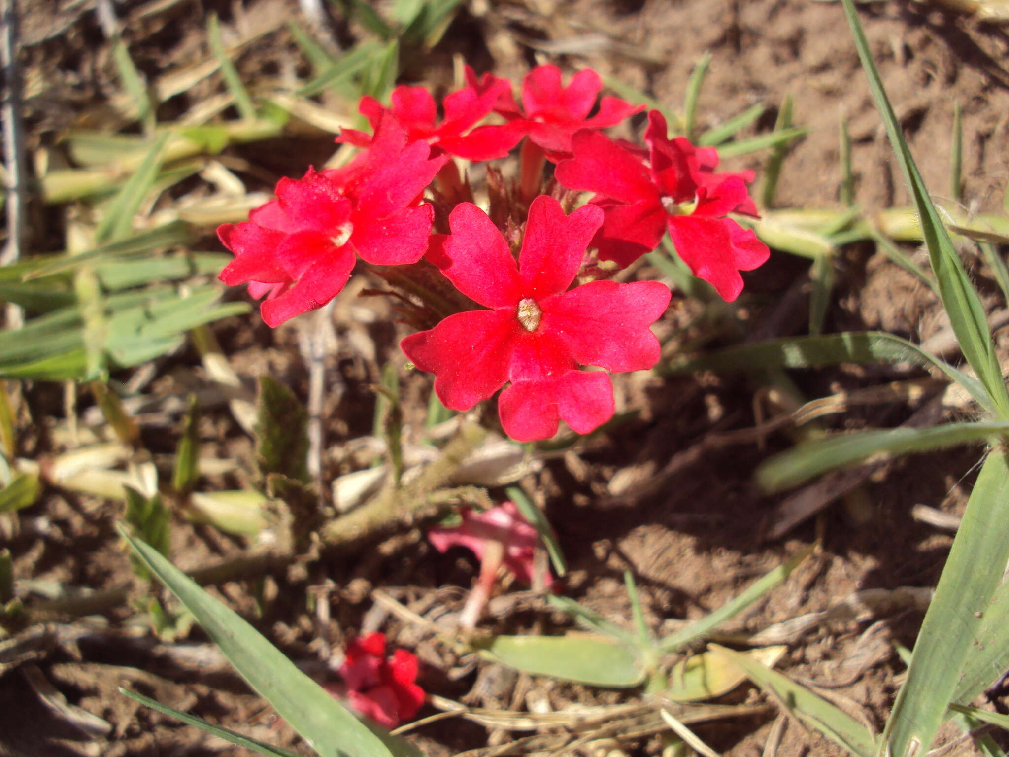 Image de Glandularia peruviana (L.) Small