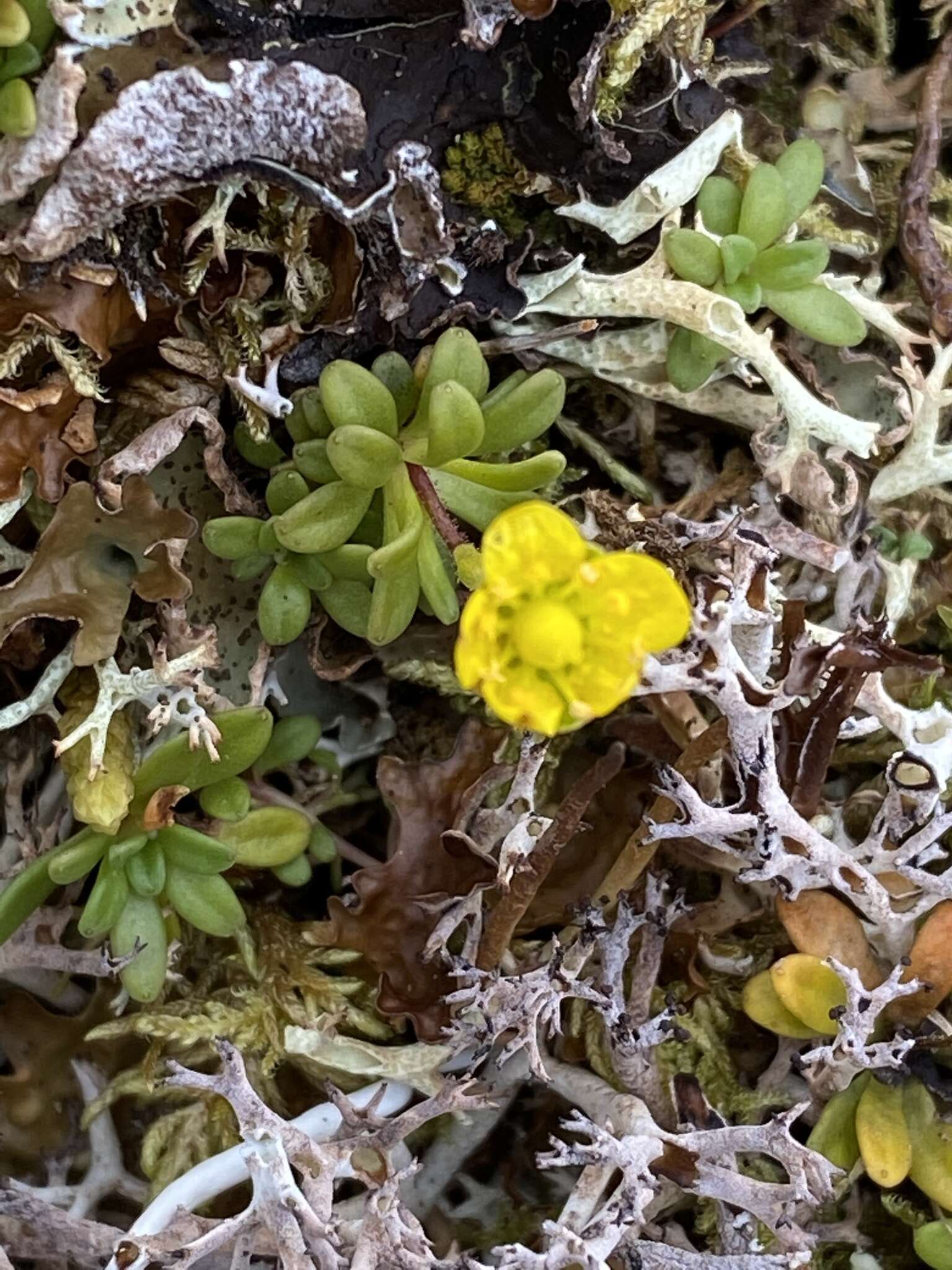 Sivun Saxifraga serpyllifolia Pursh kuva